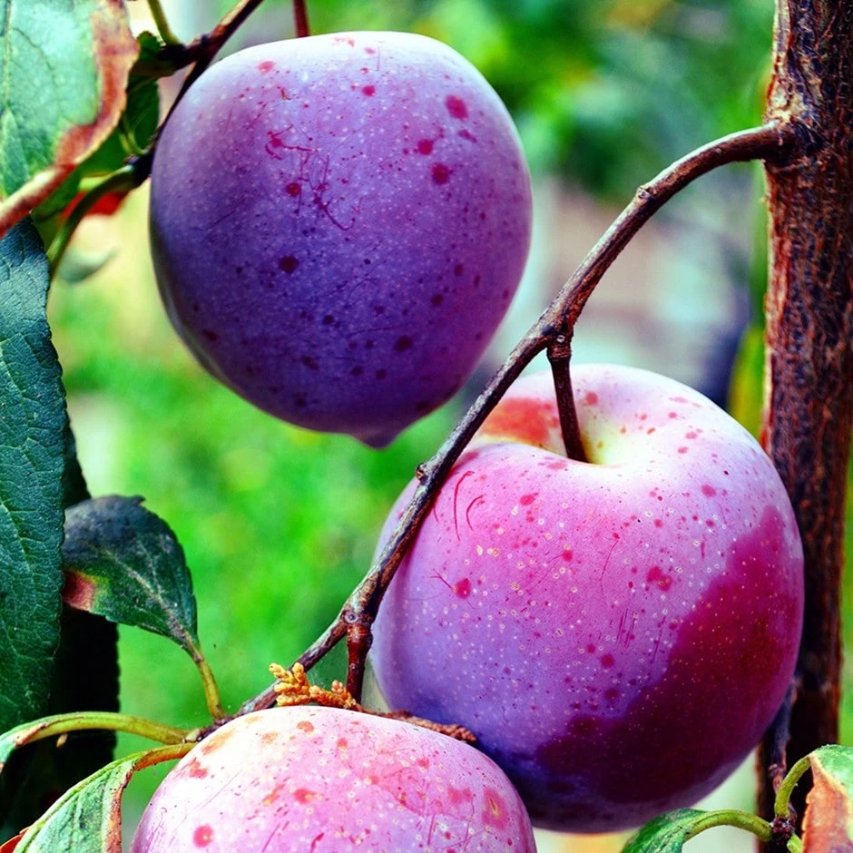Plum 'Herman' 1 Plum 'Herman'