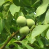 Walnut (common)