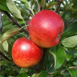 Apple 'Meridian' (PBR)