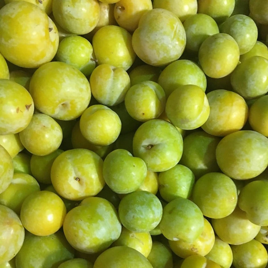 Gage (Reine-Claude Group) 'Lindsey Gage' 1 Gage (Reine-Claude Group) 'Lindsey Gage'