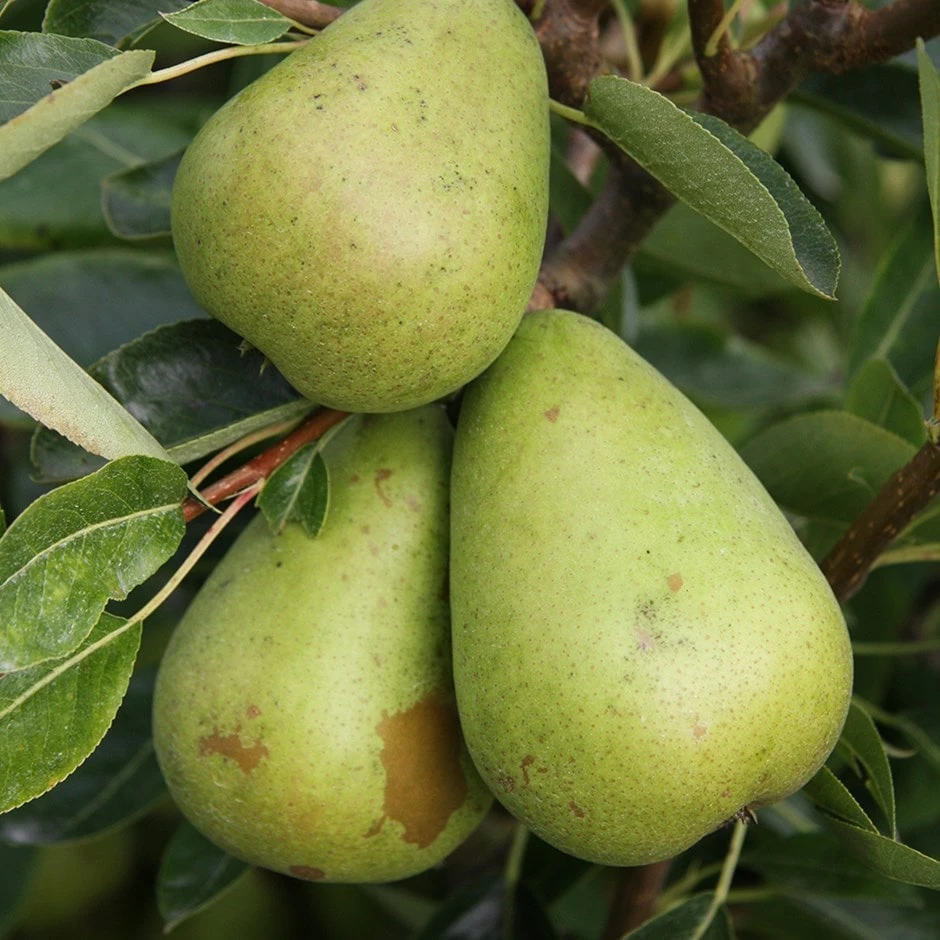 Pear Invincible ('Delwinor') 1 Pear Invincible ('Delwinor')