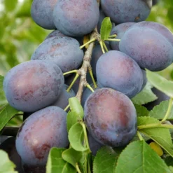Plum 'Kulinaria'