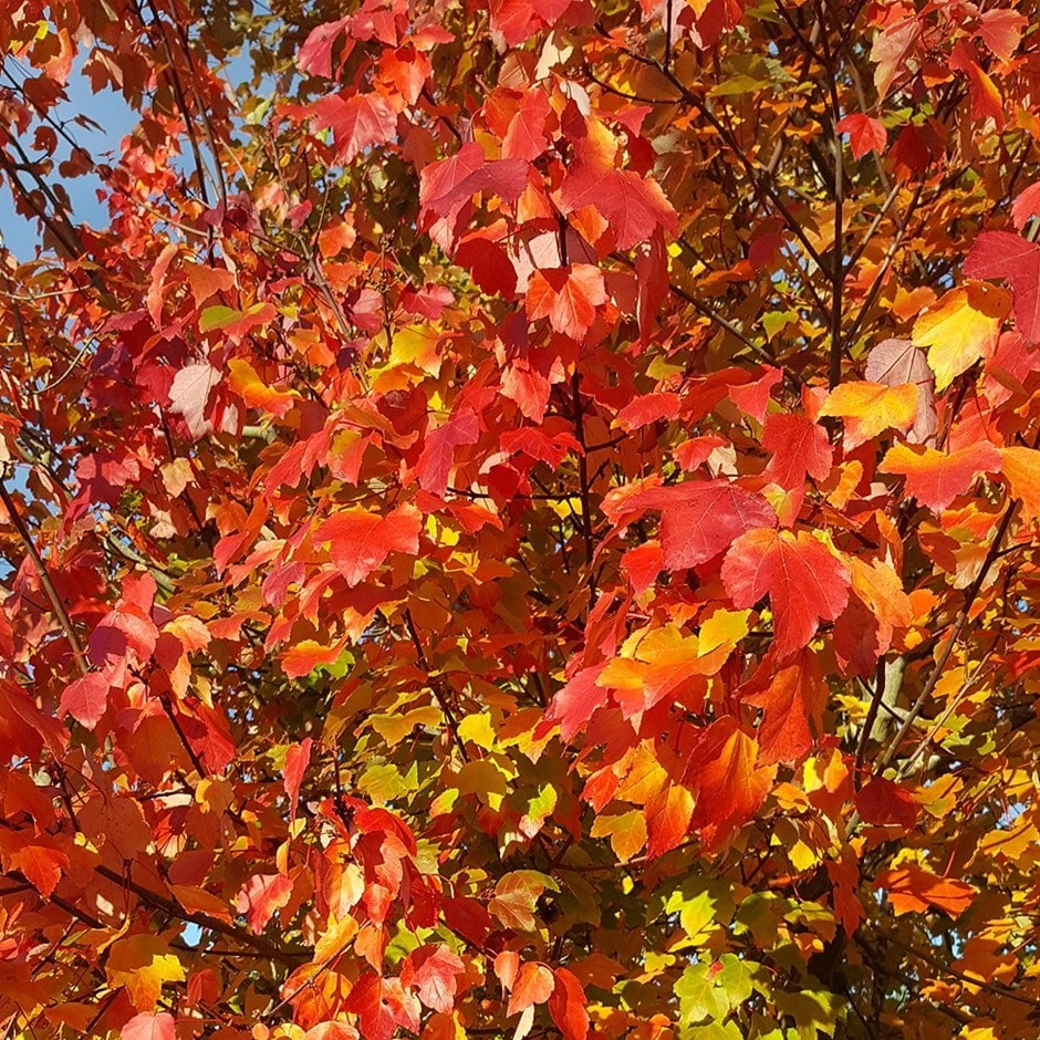 Acer × Freemanii 'Morgan' 1 Acer × Freemanii 'Morgan'