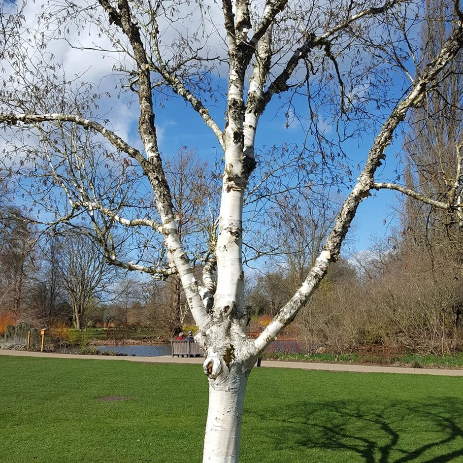 Betula Utilis Subsp. Jacquemontii 'Silver Shadow' 1 Betula Utilis Subsp. Jacquemontii 'Silver Shadow'