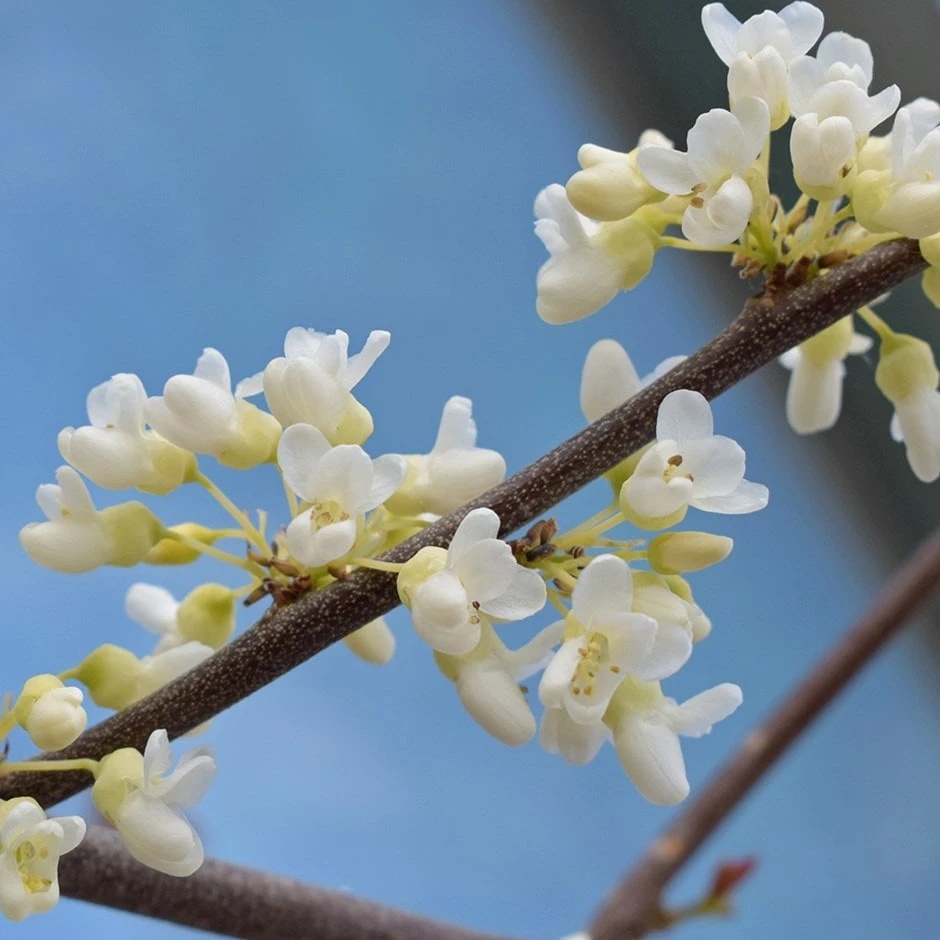 Cercis Canadensis 'Texan White' 1 Cercis Canadensis 'Texan White'