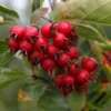 Crataegus Succulenta 'Jubilee' (PBR)