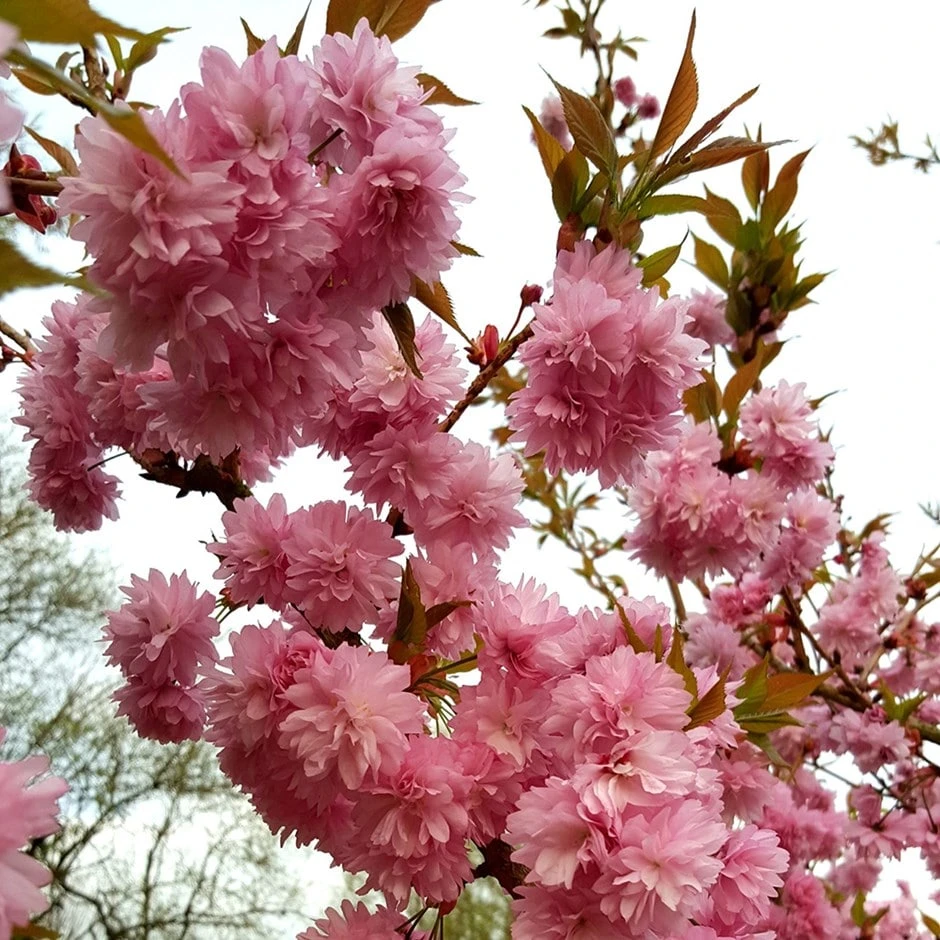 Prunus 'Asano' 1 Prunus 'Asano'