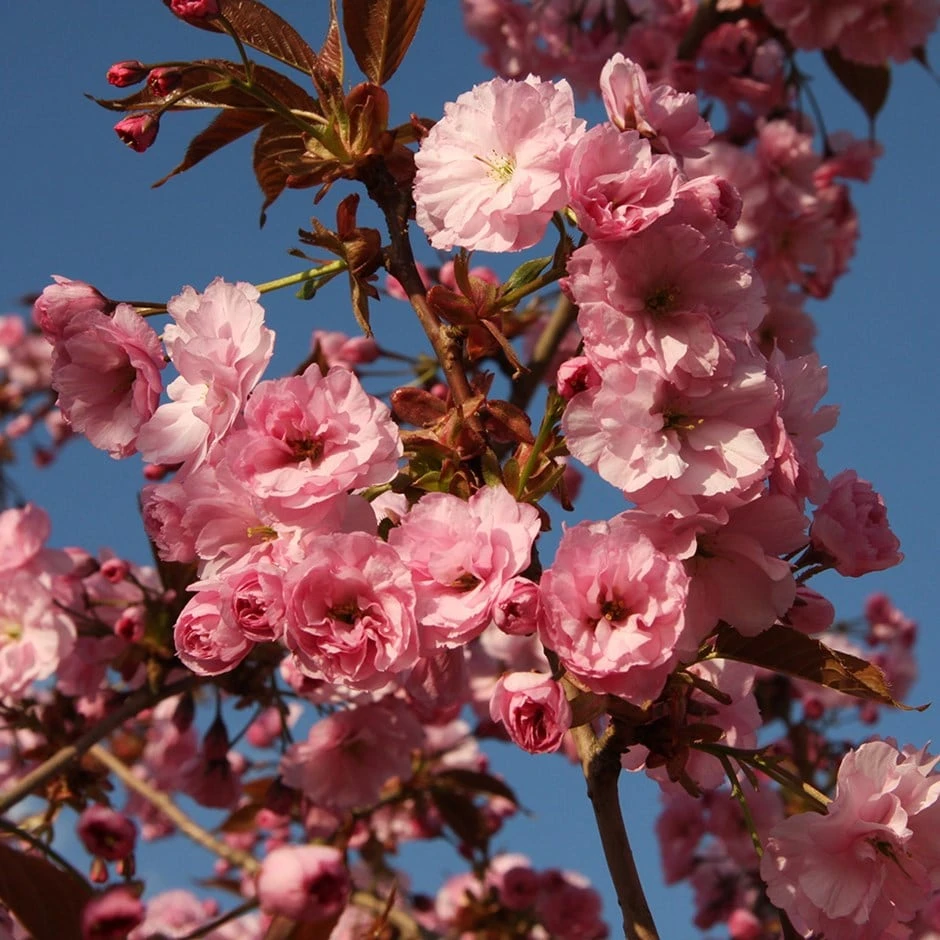Prunus 'Hokusai' 1 Prunus 'Hokusai'
