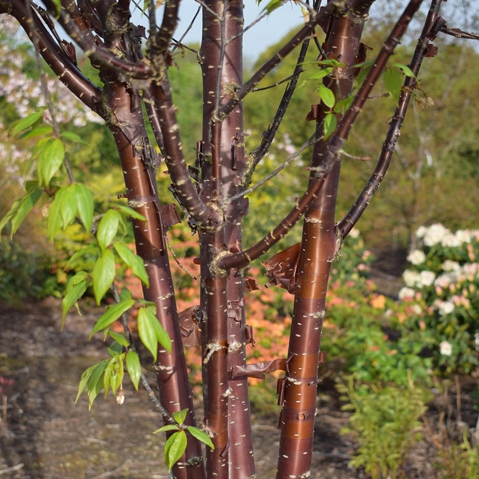 Prunus Serrula 'Branklyn' 1 Prunus Serrula 'Branklyn'