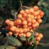 Sorbus 'Croft Coral'