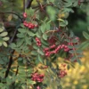 Sorbus Carmesina 'Emberglow'