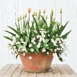 Lucca Terracotta Pot 11 Lucca Terracotta Pot -Plant Verdant Sales pr2000012805 card4 lg