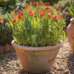 Lucca Terracotta Pot 13 Lucca Terracotta Pot -Plant Verdant Sales pr2000012805 card6 lg