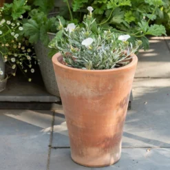 Empoli Terracotta Lily Pot 10 Empoli Terracotta Lily Pot -Plant Verdant Sales pr2000012808 card3 lg