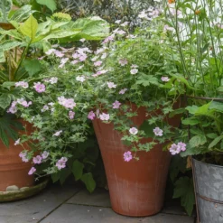 Empoli Terracotta Lily Pot 11 Empoli Terracotta Lily Pot -Plant Verdant Sales pr2000012808 card4 lg