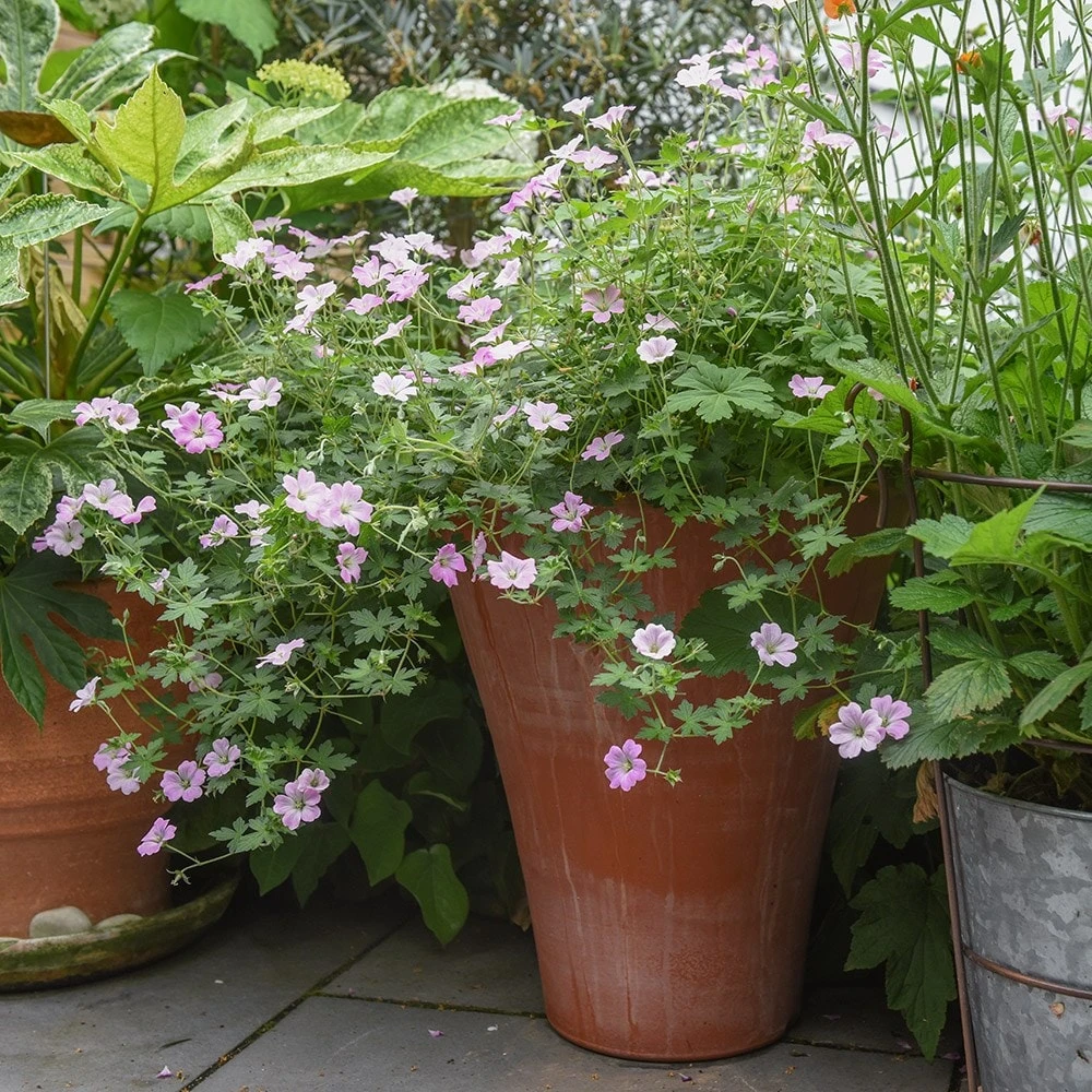 Empoli Terracotta Lily Pot 4 Empoli Terracotta Lily Pot - Image 4