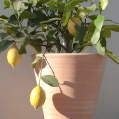 Empoli Terracotta Lily Pot 13 Empoli Terracotta Lily Pot -Plant Verdant Sales pr2000012808 card6 lg