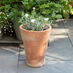 Empoli Terracotta Lily Pot 15 Empoli Terracotta Lily Pot -Plant Verdant Sales pr2000012808 card8 lg