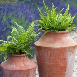 Terracotta Oil Pot 7 Terracotta Oil Pot -Plant Verdant Sales pr2000016940 card3 lg