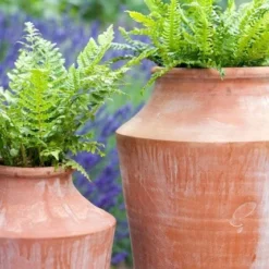 Terracotta Oil Pot 8 Terracotta Oil Pot -Plant Verdant Sales pr2000016940 card4 lg