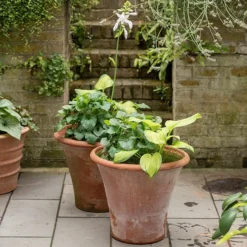 Terracotta Arc Pot -Plant Verdant Sales pr2000016942 card5 lg