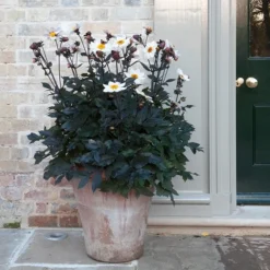 Terracotta Arc Pot -Plant Verdant Sales pr2000016942 card7 lg