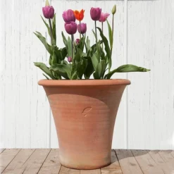 Terracotta Arc Pot -Plant Verdant Sales pr2000016942 card8 lg