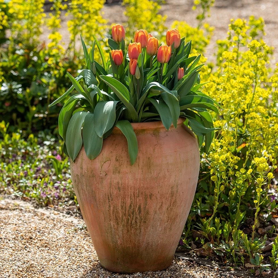 Terracotta Tulip Pot 1 Terracotta Tulip Pot
