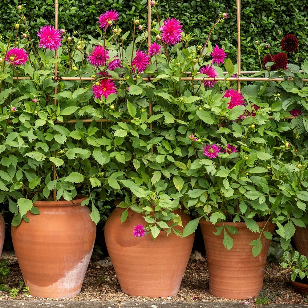 Terracotta Tulip Pot 2 Terracotta Tulip Pot - Image 2