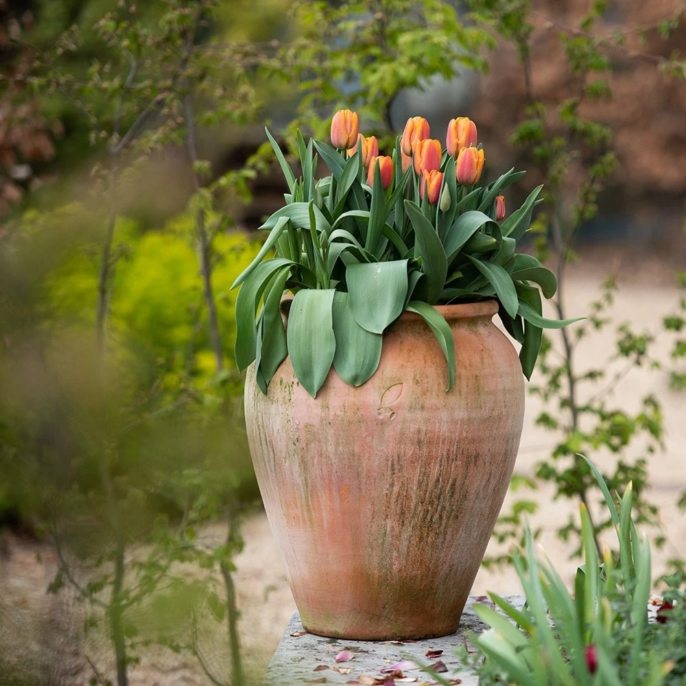 Terracotta Tulip Pot 3 Terracotta Tulip Pot - Image 3