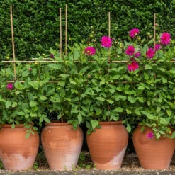 Terracotta Tulip Pot 14 Terracotta Tulip Pot -Plant Verdant Sales pr2000017349 card5 lg