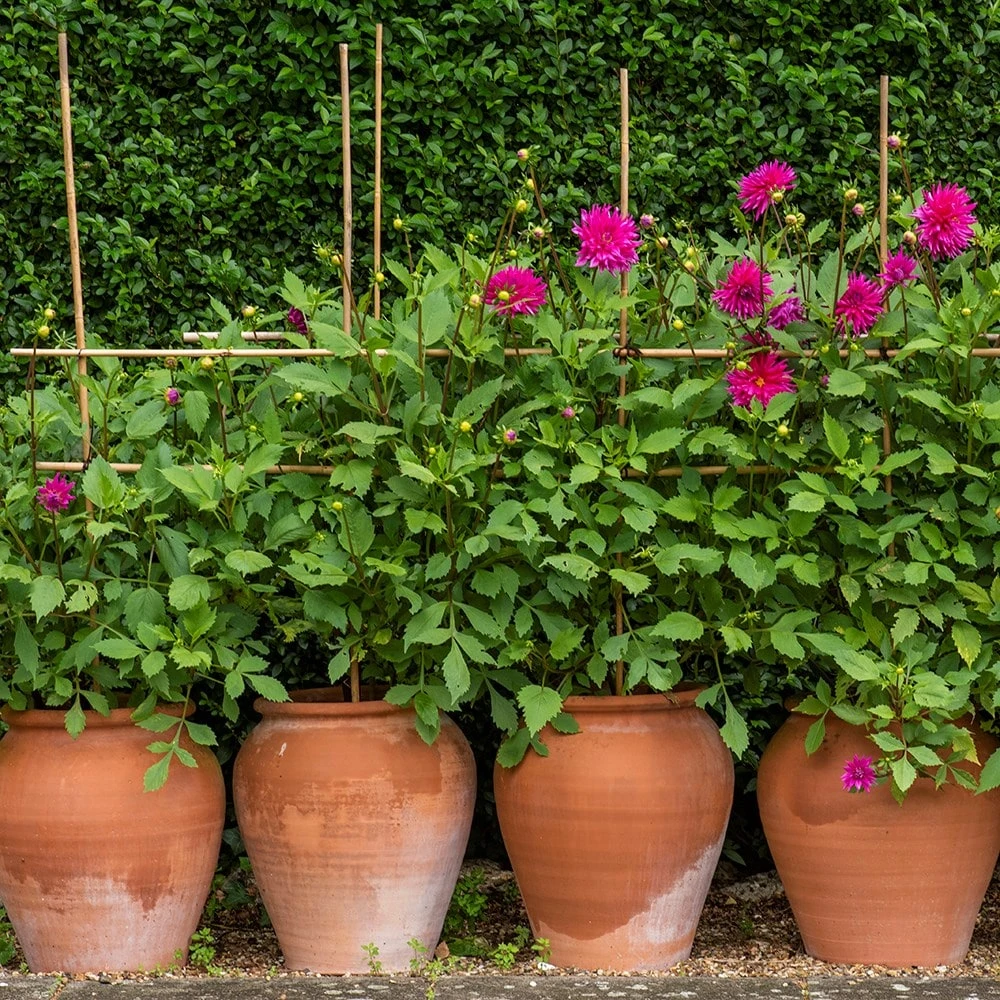 Terracotta Tulip Pot 5 Terracotta Tulip Pot - Image 5