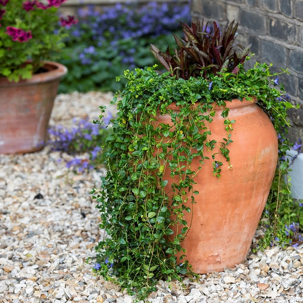 Terracotta Tulip Pot 6 Terracotta Tulip Pot - Image 6