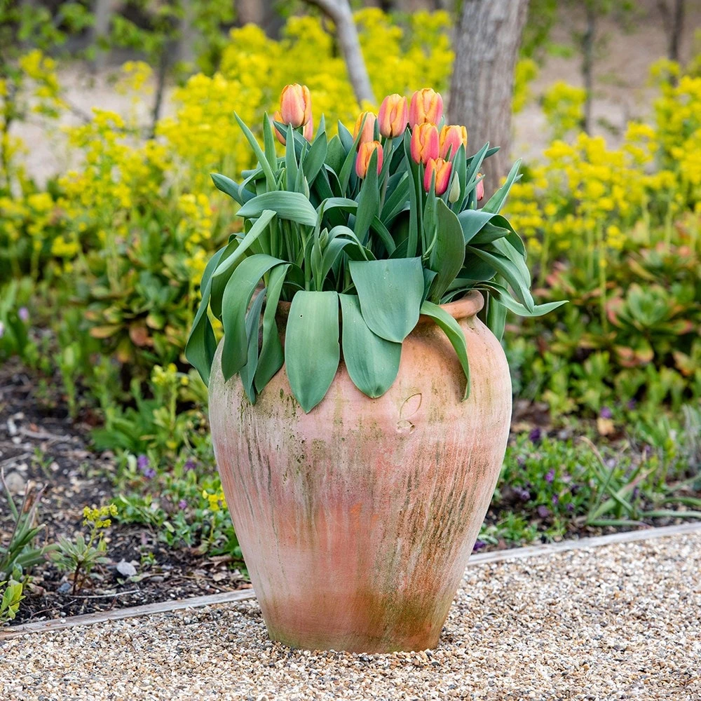 Terracotta Tulip Pot 7 Terracotta Tulip Pot - Image 7