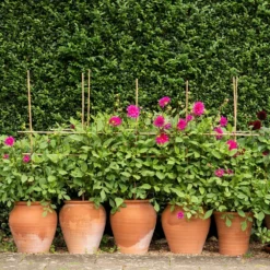 Terracotta Tulip Pot 17 Terracotta Tulip Pot -Plant Verdant Sales pr2000017349 card8 lg