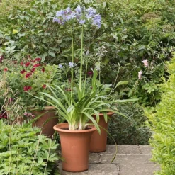 Terracotta Flared Rim Pot 11 Terracotta Flared Rim Pot -Plant Verdant Sales pr2000017350 card3 lg