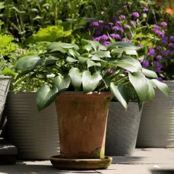 Terracotta Flared Rim Pot 14 Terracotta Flared Rim Pot -Plant Verdant Sales pr2000017350 card6 lg