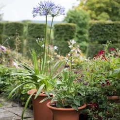 Terracotta Flared Rim Pot 15 Terracotta Flared Rim Pot -Plant Verdant Sales pr2000017350 card7 lg