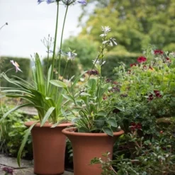 Terracotta Flared Rim Pot 16 Terracotta Flared Rim Pot -Plant Verdant Sales pr2000017350 card8 lg