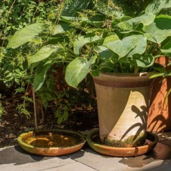 Terracotta Saucer -Plant Verdant Sales pr2000022770 card4 lg