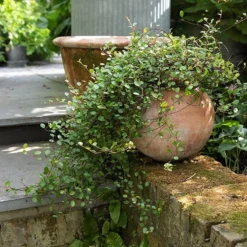 Terracotta Babylon Hanging Pot -Plant Verdant Sales pr2000023695 card8 lg