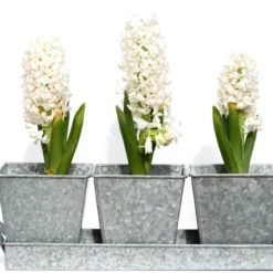 Galvanised Pots - Set Of 3 With Tray -Plant Verdant Sales pr2000026339 card3 lg