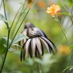 Echinacea Plant Stake - Antique Bronze -Plant Verdant Sales pr2000026357 card3 lg