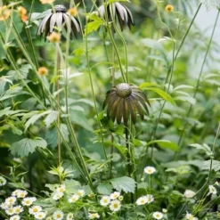 Echinacea Plant Stake - Antique Bronze -Plant Verdant Sales pr2000026357 card4 lg