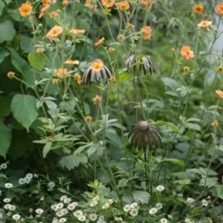 Echinacea Plant Stake - Antique Bronze -Plant Verdant Sales pr2000026357 card5 lg