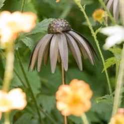 Echinacea Plant Stake - Antique Bronze -Plant Verdant Sales pr2000026357 card6 lg