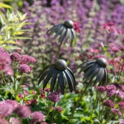 Echinacea Plant Stake - Antique Bronze -Plant Verdant Sales pr2000026357 card7 lg