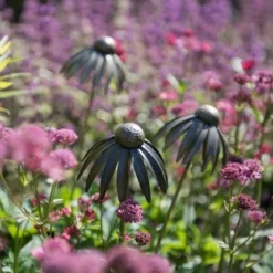 Echinacea Plant Stake - Antique Bronze -Plant Verdant Sales pr2000026357 card8 lg