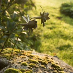 Daffodil Flower Stake - Antique Brass 10 Daffodil Flower Stake - Antique Brass -Plant Verdant Sales pr2000028377 card4 lg