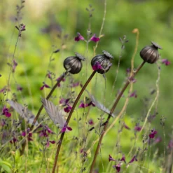 Poppy Seed Head Stake - Small Seed Head 14 Poppy Seed Head Stake - Small Seed Head -Plant Verdant Sales pr2000028379 card7 lg